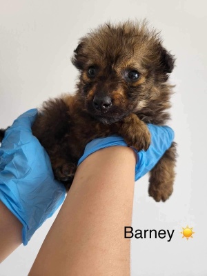 Tiny Barney