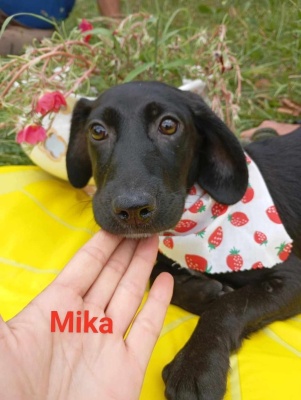 Mika