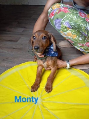 Monty